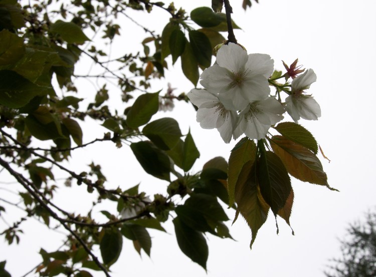 Is it proper to wear white yet?
