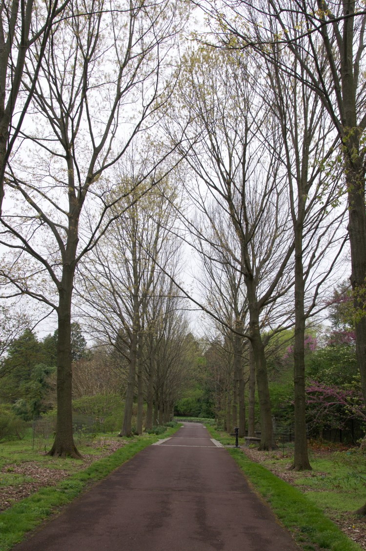 F. Otto Hass Oak Allee