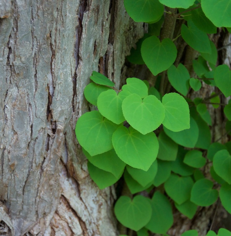 Katsura Leaves and Bark